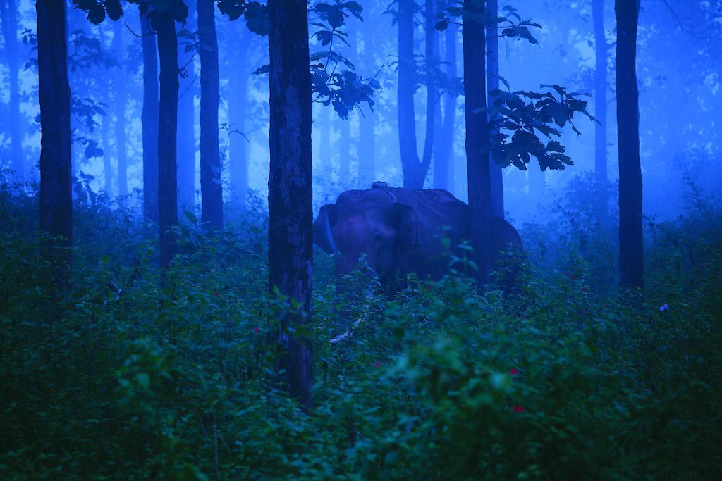 The Woods Resorts Wayanad Sultan Bathery Eksteriør bilde