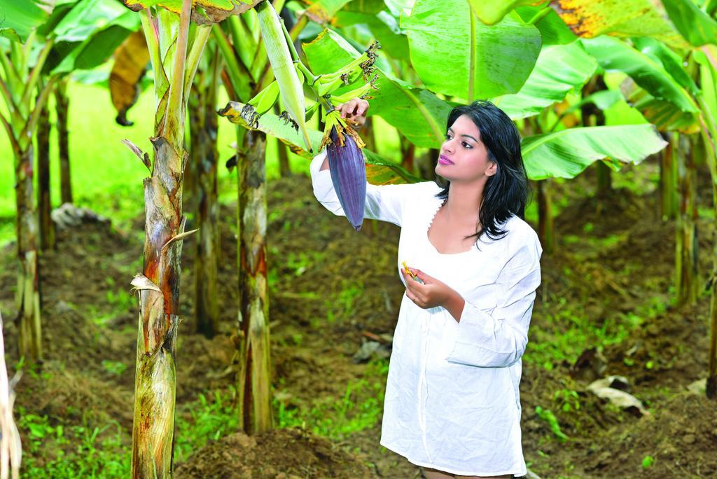 The Woods Resorts Wayanad Sultan Bathery Eksteriør bilde